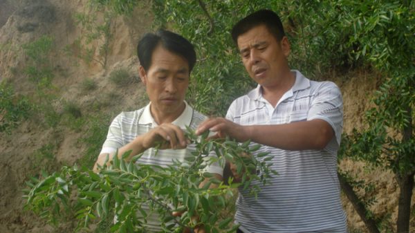 野生酸枣嫁接