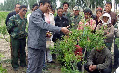 密植枣园该如何修剪