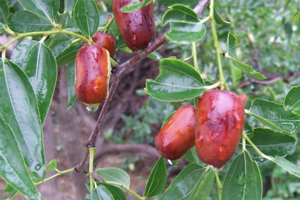 黄河滩枣特点