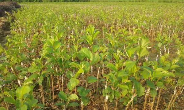 青枣种植施肥